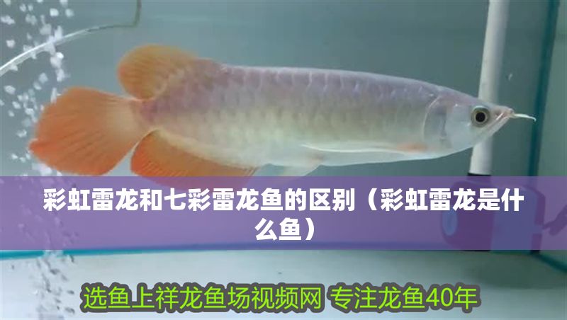 彩虹雷龍和七彩雷龍魚的區別（彩虹雷龍是什么魚）