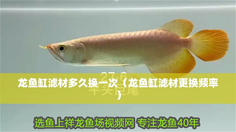 龍魚缸濾材多久換一次（龍魚缸濾材更換頻率）