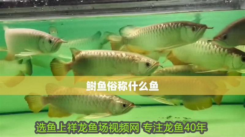 鰣魚俗稱什么魚