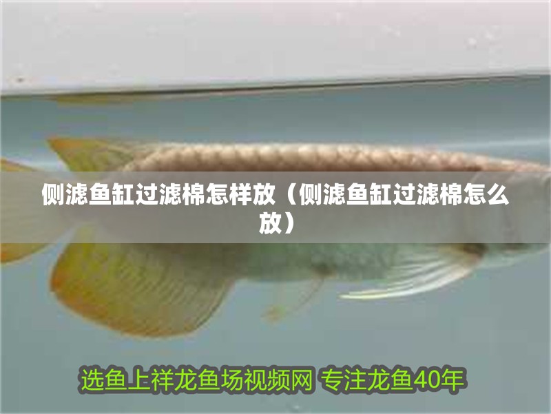 側濾魚缸過濾棉怎樣放（側濾魚缸過濾棉怎么放）