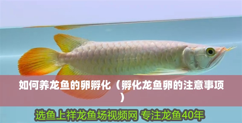 如何養(yǎng)龍魚的卵孵化（孵化龍魚卵的注意事項(xiàng)）