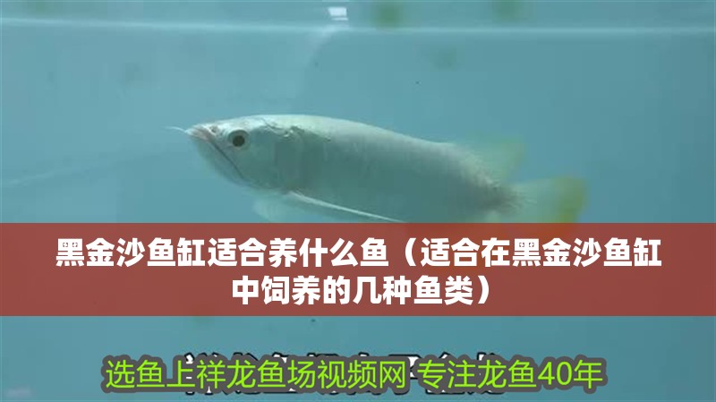 黑金沙魚缸適合養(yǎng)什么魚（適合在黑金沙魚缸中飼養(yǎng)的幾種魚類）