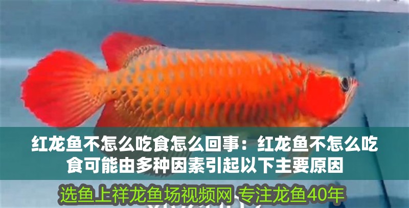 紅龍魚不怎么吃食怎么回事：紅龍魚不怎么吃食可能由多種因素引起以下主要原因