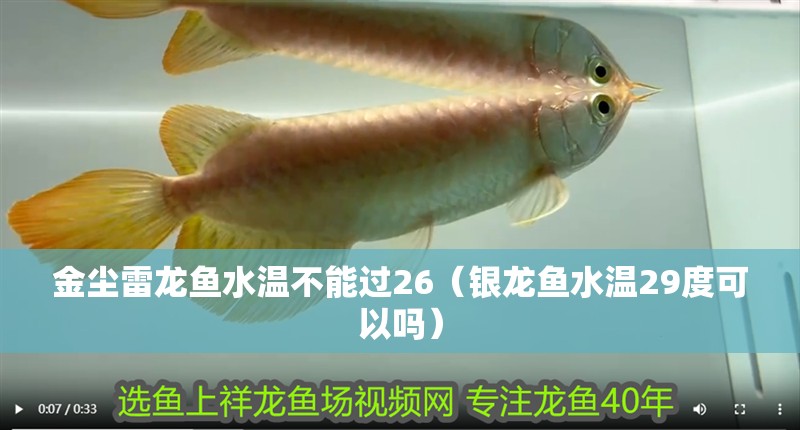 金塵雷龍魚水溫不能過26（銀龍魚水溫29度可以嗎）