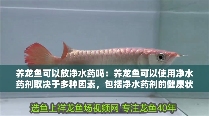 養(yǎng)龍魚可以放凈水藥嗎：養(yǎng)龍魚可以使用凈水藥劑取決于多種因素，包括凈水藥劑的健康狀況