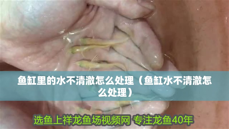魚缸里的水不清澈怎么處理（魚缸水不清澈怎么處理）