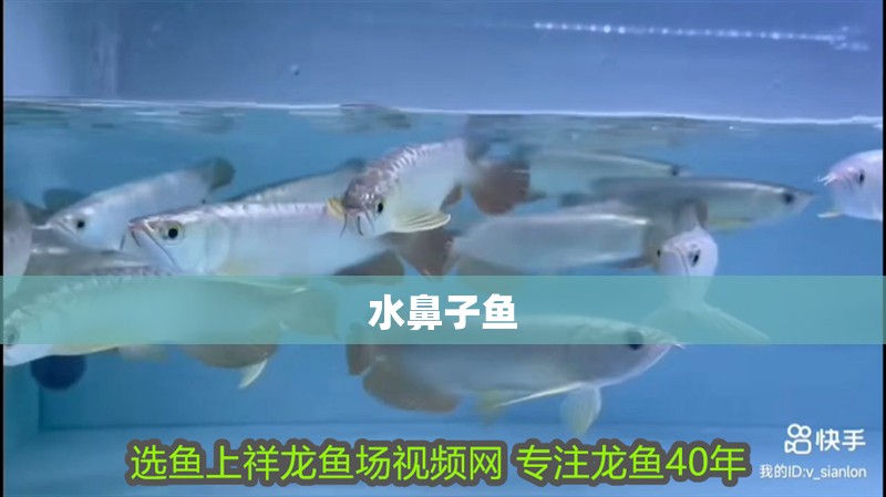 水鼻子魚