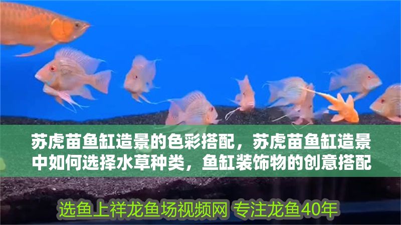 蘇虎苗魚缸造景的色彩搭配，蘇虎苗魚缸造景中如何選擇水草種類，魚缸裝飾物的創意搭配