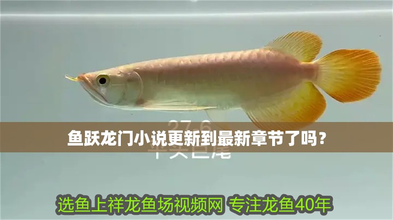魚躍龍門小說更新到最新章節了嗎？