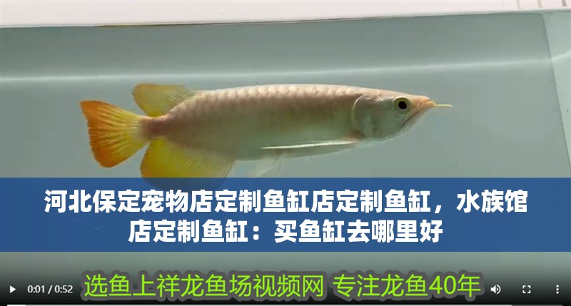 河北保定寵物店定制魚缸店定制魚缸，水族館店定制魚缸：買魚缸去哪里好