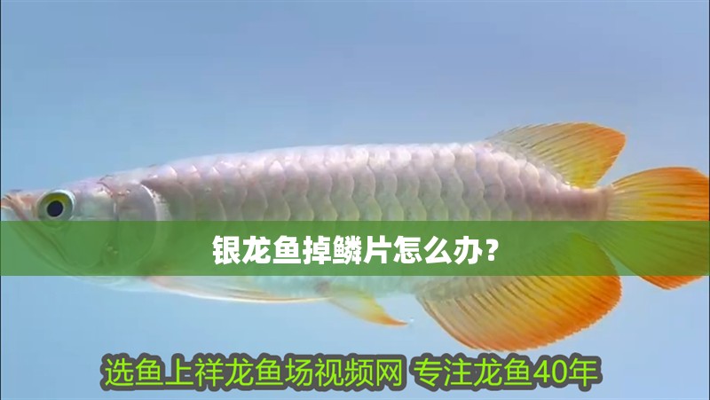 銀龍魚掉鱗片怎么辦？