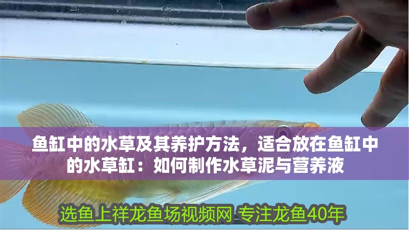 魚缸中的水草及其養護方法，適合放在魚缸中的水草缸：如何制作水草泥與營養液