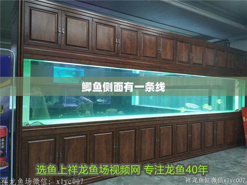 鯽魚側(cè)面有一條線