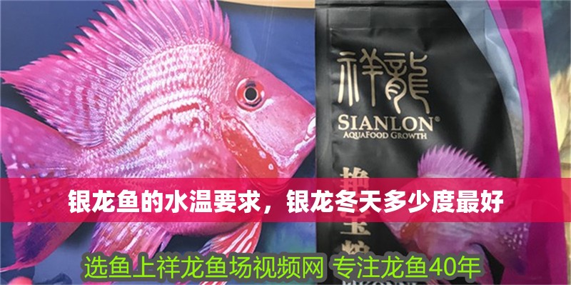 銀龍魚的水溫要求，銀龍冬天多少度最好