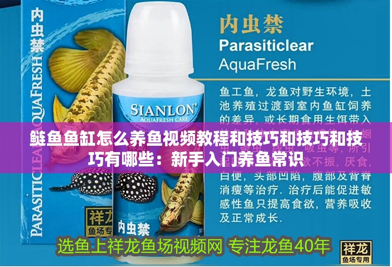 鰱魚魚缸怎么養(yǎng)魚視頻教程和技巧和技巧和技巧有哪些：新手入門養(yǎng)魚常識