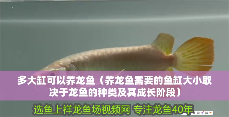 多大缸可以養龍魚（養龍魚需要的魚缸大小取決于龍魚的種類及其成長階段）