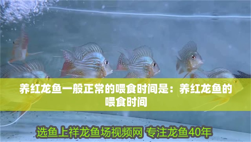 養紅龍魚一般正常的喂食時間是：養紅龍魚的喂食時間