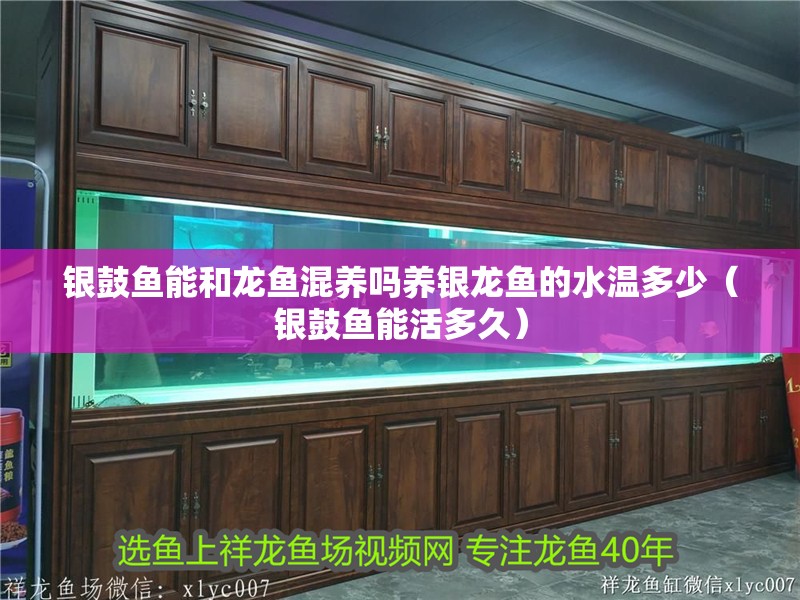 銀鼓魚能和龍魚混養嗎養銀龍魚的水溫多少（銀鼓魚能活多久）