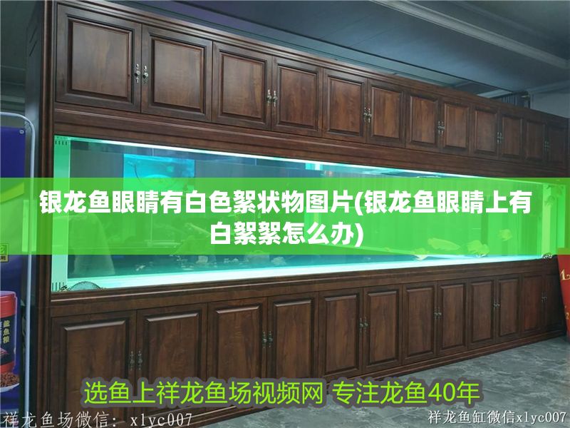銀龍魚眼睛有白色絮狀物圖片(銀龍魚眼睛上有白絮絮怎么辦) 銀龍魚眼睛有白色絮狀物圖片(銀龍魚眼睛上有白絮絮怎么辦) 銀龍魚百科 第1張