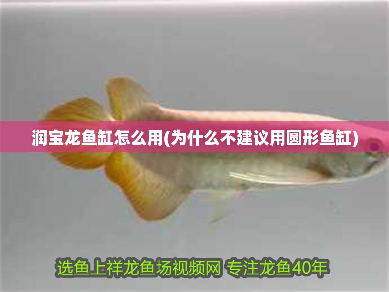 潤寶龍魚缸怎么用(為什么不建議用圓形魚缸)
