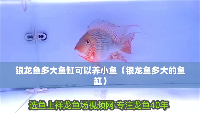 銀龍魚多大魚缸可以養小魚（銀龍魚多大的魚缸）