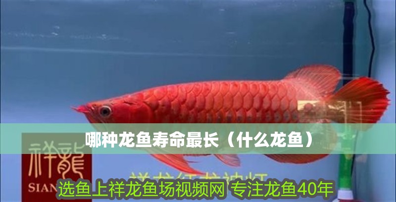 哪種龍魚壽命最長（什么龍魚）