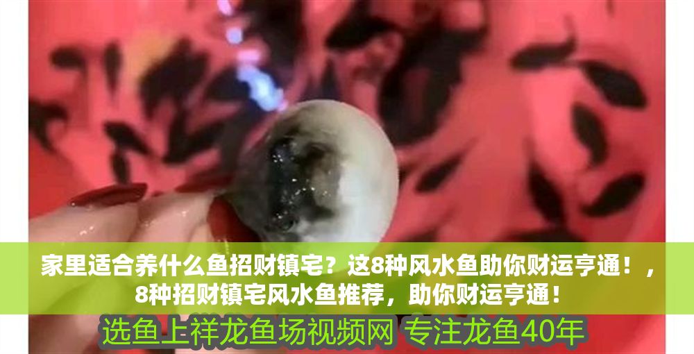 家里適合養(yǎng)什么魚招財(cái)鎮(zhèn)宅？這8種風(fēng)水魚助你財(cái)運(yùn)亨通！，8種招財(cái)鎮(zhèn)宅風(fēng)水魚推薦，助你財(cái)運(yùn)亨通！