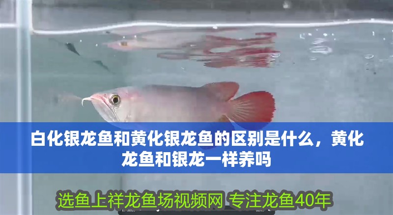 白化銀龍魚和黃化銀龍魚的區別是什么，黃化龍魚和銀龍一樣養嗎