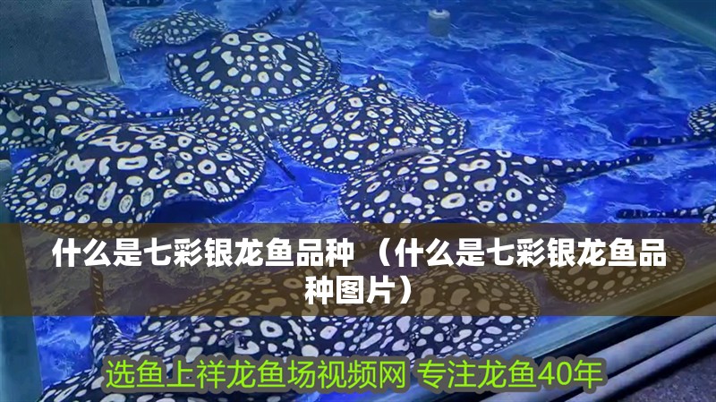 什么是七彩銀龍魚品種 （什么是七彩銀龍魚品種圖片）