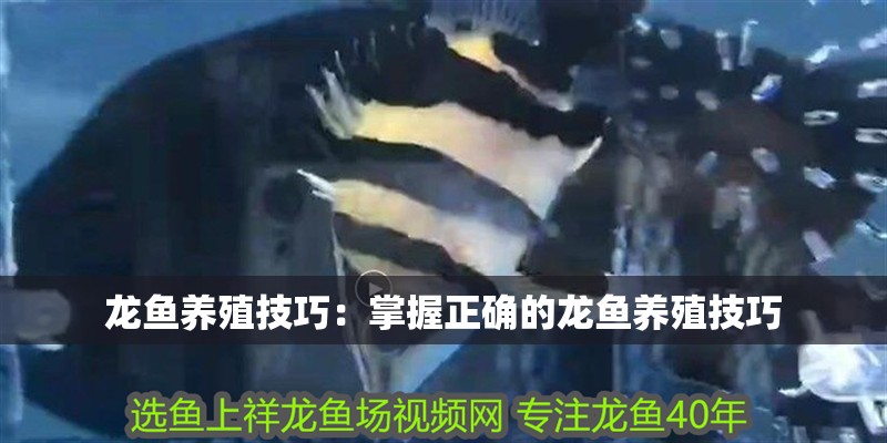 龍魚養殖技巧：掌握正確的龍魚養殖技巧