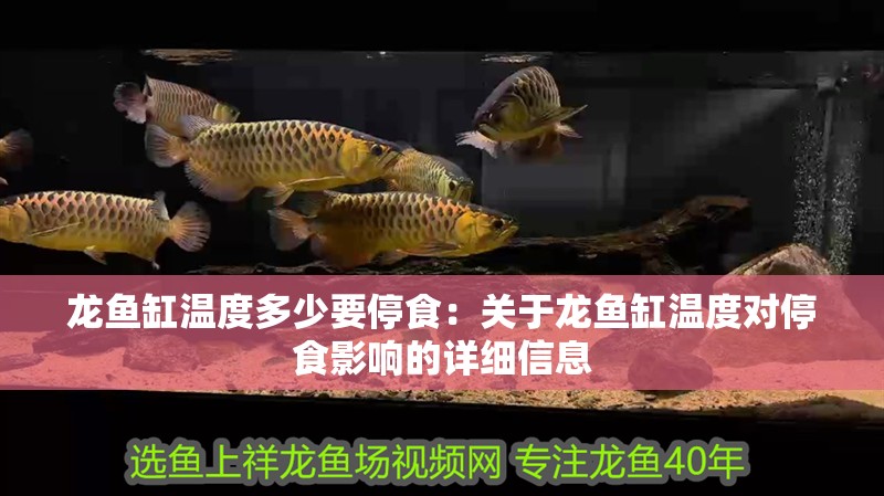龍魚缸溫度多少要停食：關(guān)于龍魚缸溫度對停食影響的詳細(xì)信息