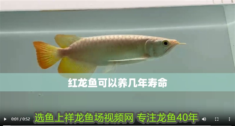 紅龍魚可以養幾年壽命