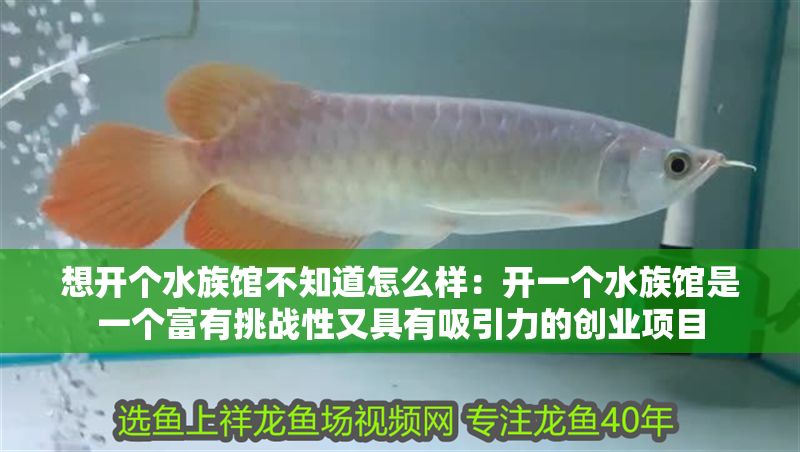 想開個水族館不知道怎么樣：開一個水族館是一個富有挑戰(zhàn)性又具有吸引力的創(chuàng)業(yè)項目