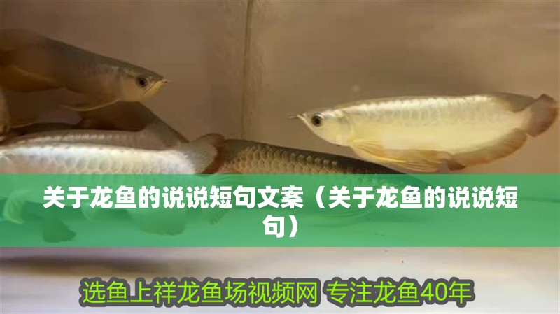 關于龍魚的說說短句文案（關于龍魚的說說短句）