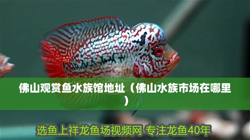 佛山觀賞魚水族館地址（佛山水族市場(chǎng)在哪里）