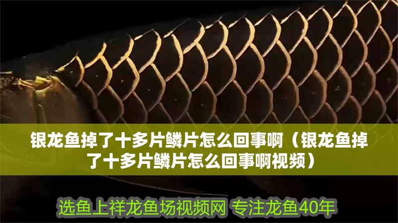 銀龍魚掉了十多片鱗片怎么回事啊（銀龍魚掉了十多片鱗片怎么回事啊視頻）