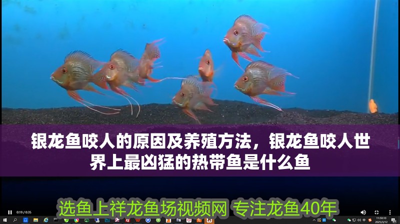 銀龍魚咬人的原因及養殖方法，銀龍魚咬人世界上最兇猛的熱帶魚是什么魚