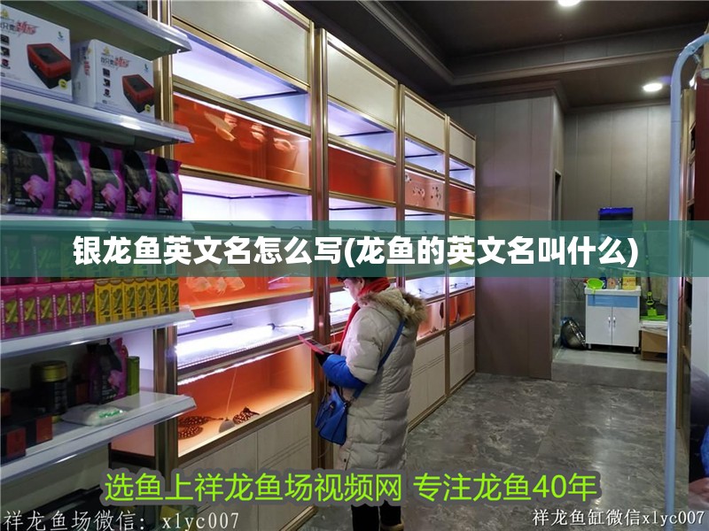 銀龍魚英文名怎么寫(龍魚的英文名叫什么)