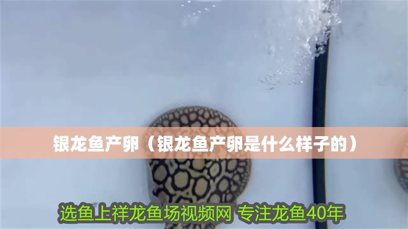 銀龍魚產卵（銀龍魚產卵是什么樣子的）