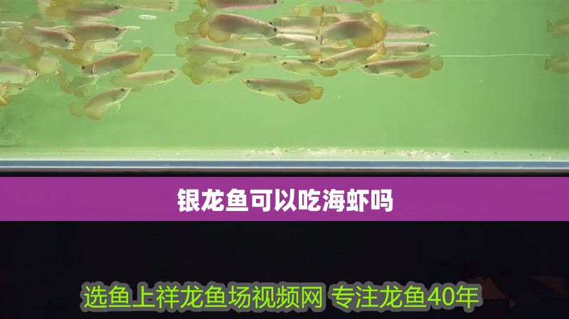 銀龍魚可以吃海蝦嗎
