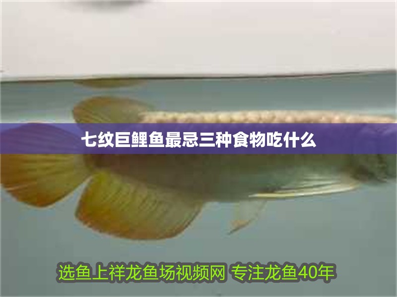 七紋巨鯉魚最忌三種食物吃什么
