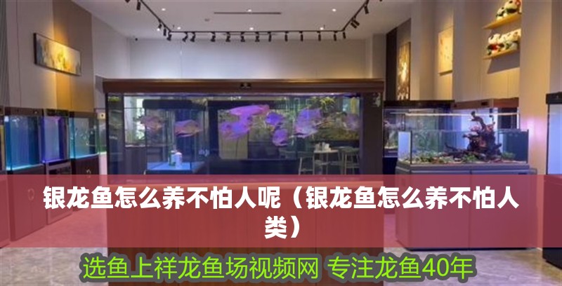 銀龍魚怎么養(yǎng)不怕人呢（銀龍魚怎么養(yǎng)不怕人類）
