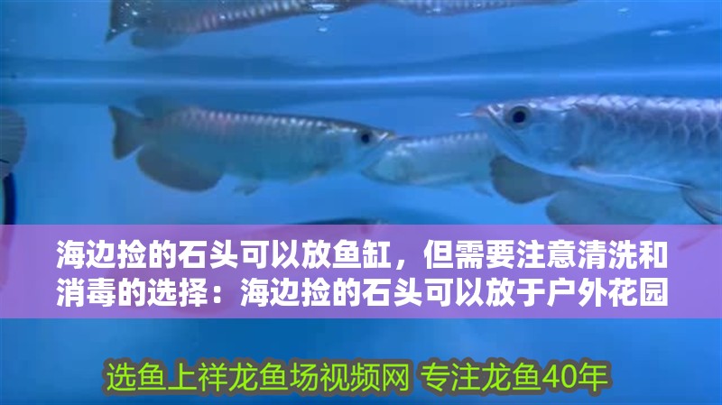 海邊撿的石頭可以放魚缸，但需要注意清洗和消毒的選擇：海邊撿的石頭可以放于戶外花園或其他裝飾用途也是一個不錯的選擇