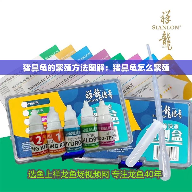 豬鼻龜?shù)姆敝撤椒▓D解：豬鼻龜怎么繁殖