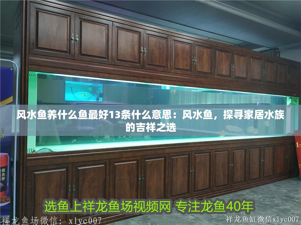 風水魚養什么魚最好13條什么意思：風水魚，探尋家居水族的吉祥之選