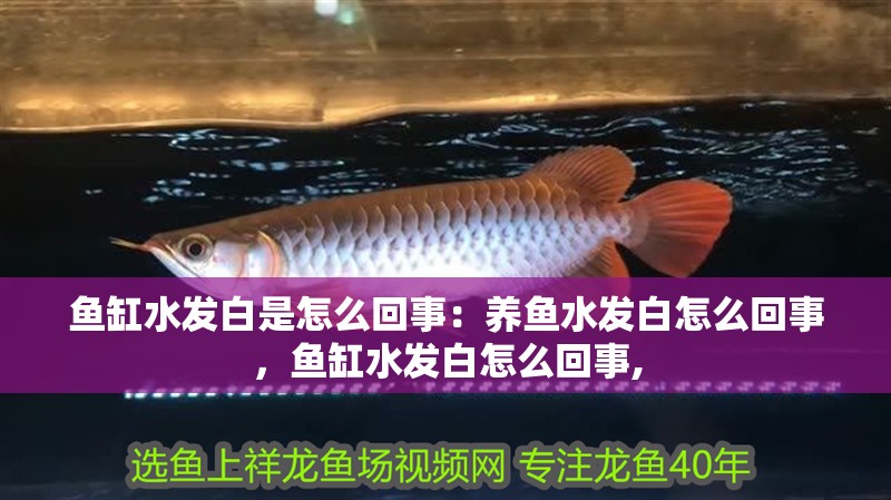魚缸水發(fā)白是怎么回事：養(yǎng)魚水發(fā)白怎么回事，魚缸水發(fā)白怎么回事,