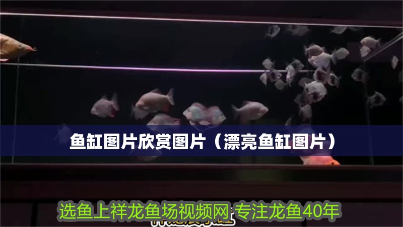 魚缸圖片欣賞圖片（漂亮魚缸圖片） 魚缸圖片欣賞圖片（漂亮魚缸圖片） 銀龍魚百科