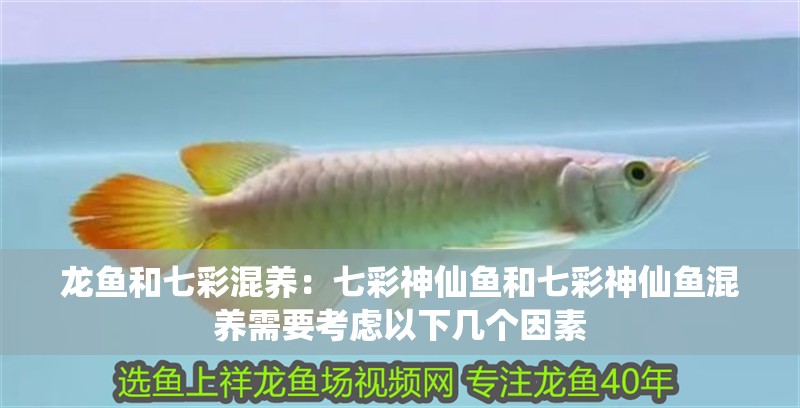龍魚和七彩混養：七彩神仙魚和七彩神仙魚混養需要考慮以下幾個因素