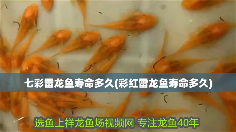 七彩雷龍魚壽命多久(彩紅雷龍魚壽命多久)