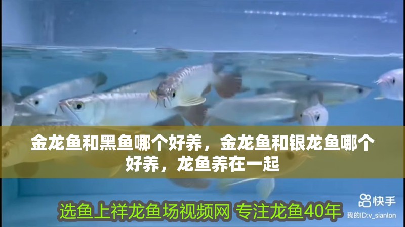 金龍魚和黑魚哪個好養，金龍魚和銀龍魚哪個好養，龍魚養在一起